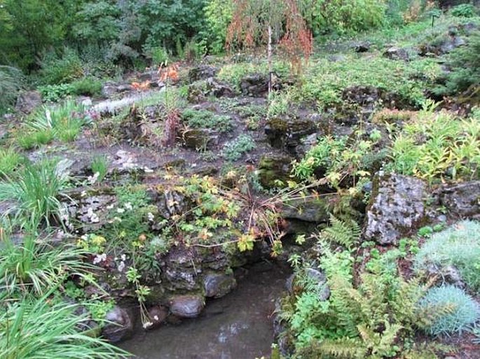 Reader Rock Garden