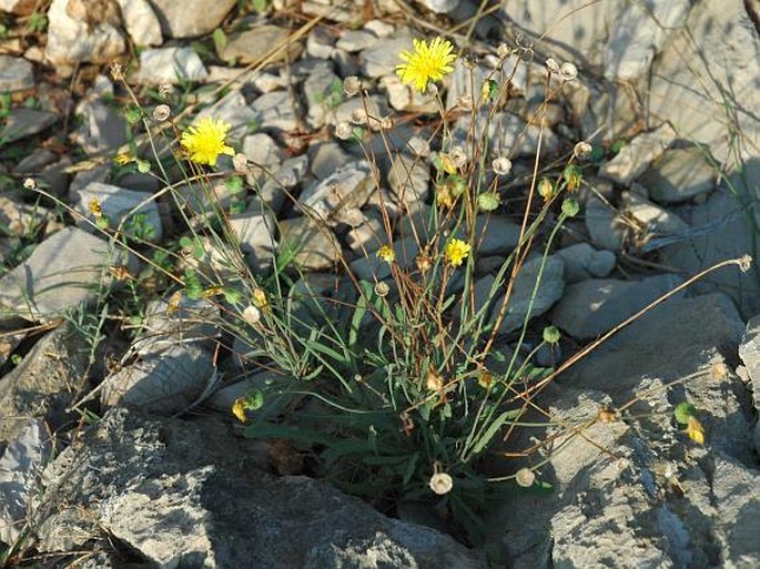 Reichardia picroides