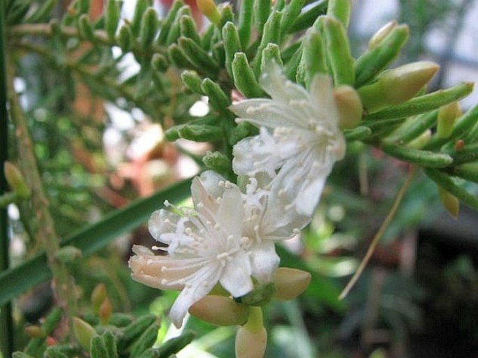 Rhipsalis mesembryanthemoides