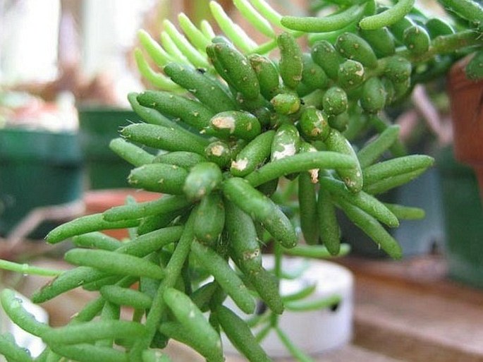 Rhipsalis mesembryanthemoides