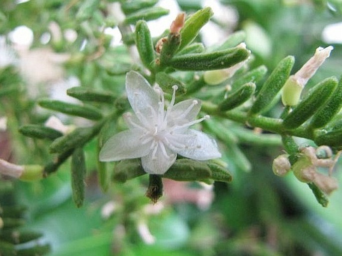 Rhipsalis mesembryanthemoides