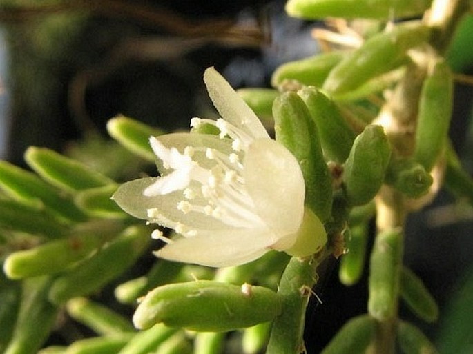 Rhipsalis mesembryanthemoides