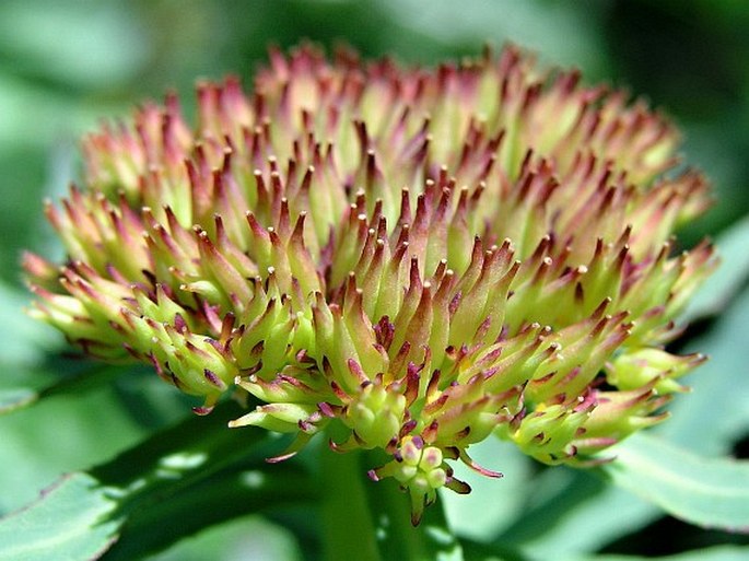 Rhodiola rosea