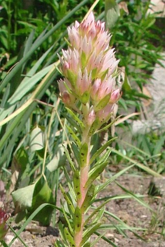 Rhodiola rhodantha