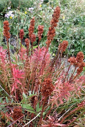 Rhodiola rhodantha