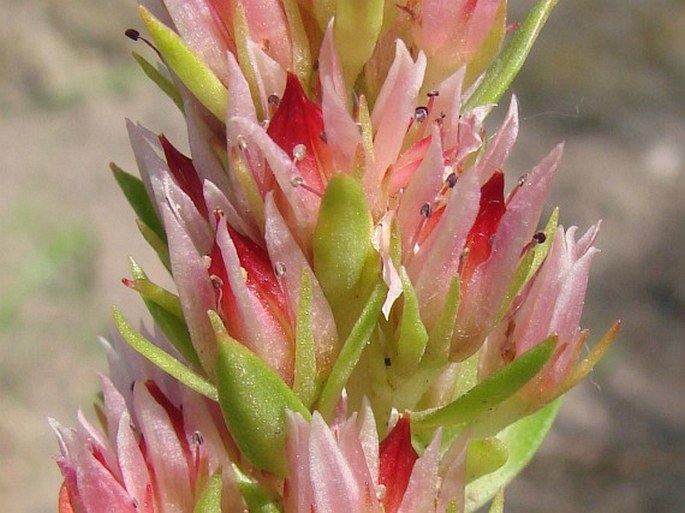 Rhodiola rhodantha