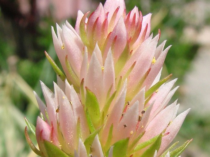 Rhodiola rhodantha