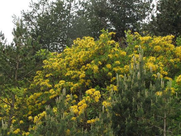 Rhododendron luteum