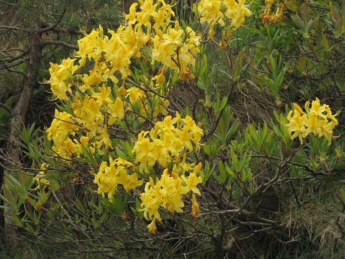 Rhododendron luteum