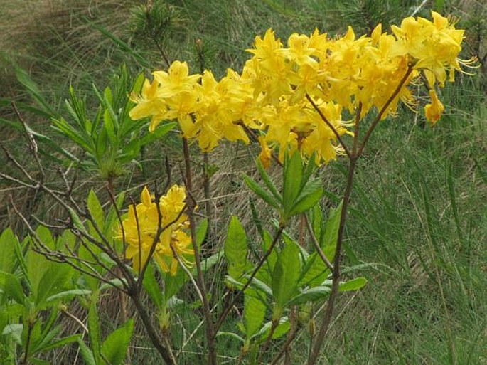 Rhododendron luteum