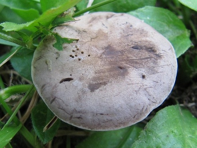 RHODOCYBE POPINALIS (Fr.) Singer - rudoušek hořký / machovec hnedosivý