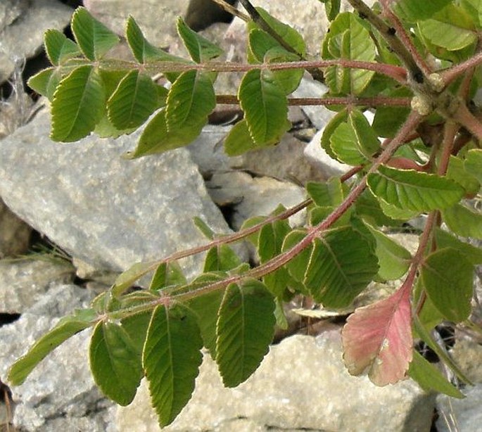 Rhus coriaria