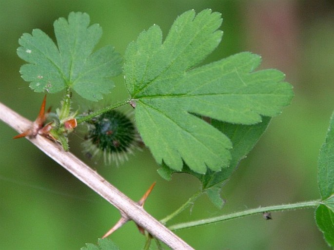 RIBES UVA-CRISPA L. – srstka angrešt / ríbezľa egrešová