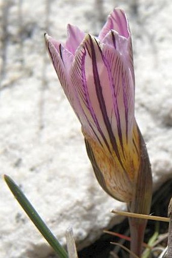 Romulea fibrosa