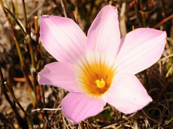 Romulea fibrosa