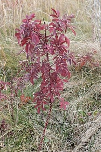 Rosa arkansana