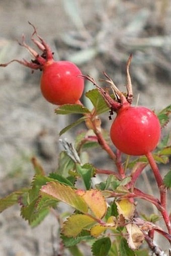 Rosa arkansana