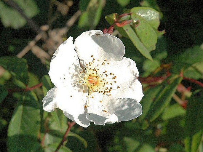 ROSA SEMPERVIRENS L. - růže / ruža