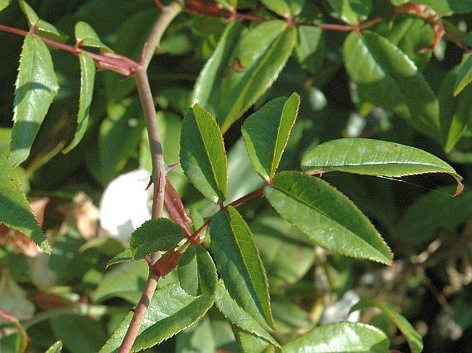 Rosa sempervirens