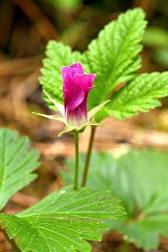 Rubus arcticus subsp. acaulis