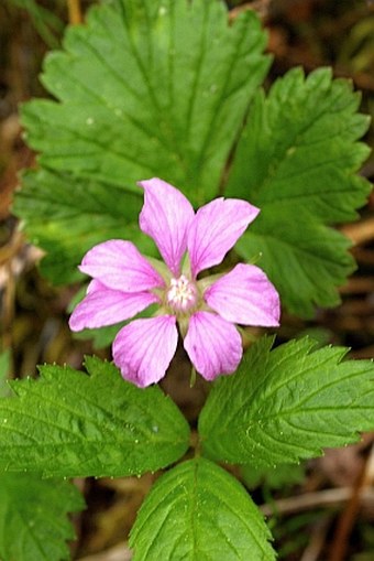 Rubus arcticus subsp. acaulis