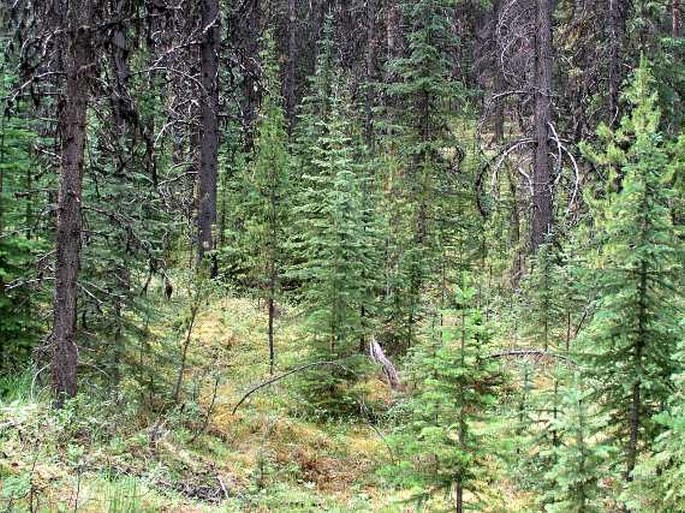 Rubus arcticus subsp. acaulis