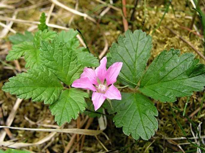 Rubus arcticus subsp. acaulis