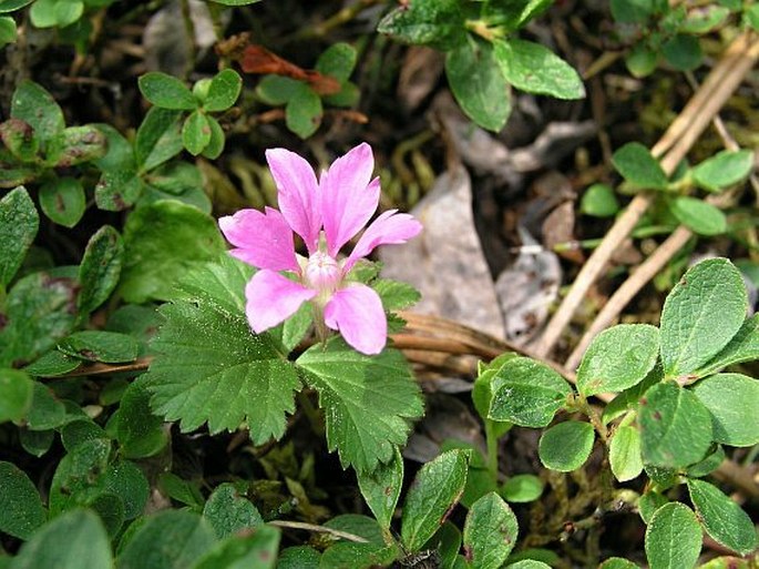 Rubus arcticus subsp. acaulis