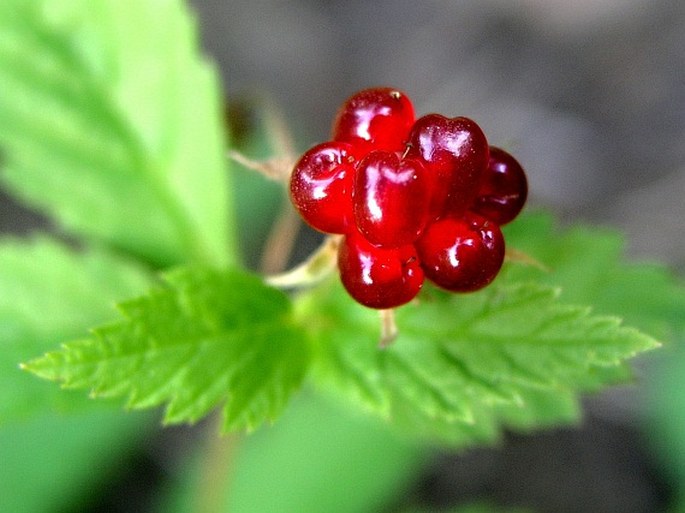 Rubus arcticus subsp. acaulis