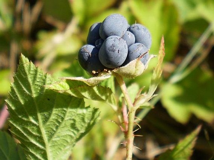 Rubus caesius