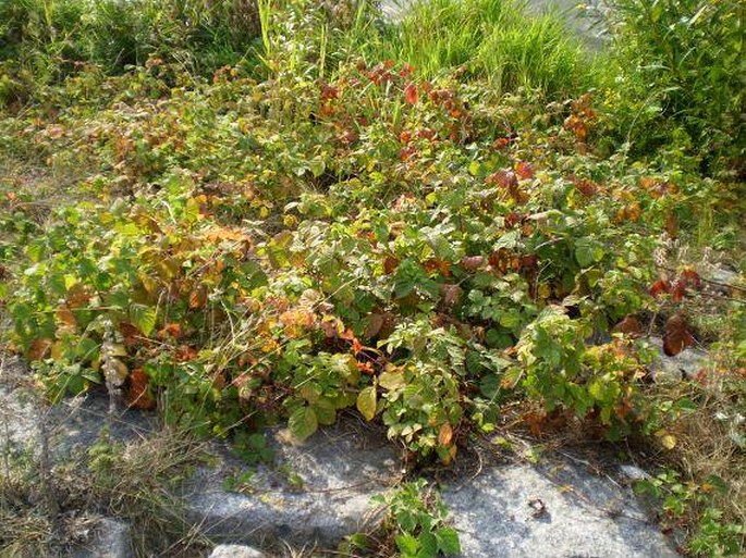 Rubus caesius