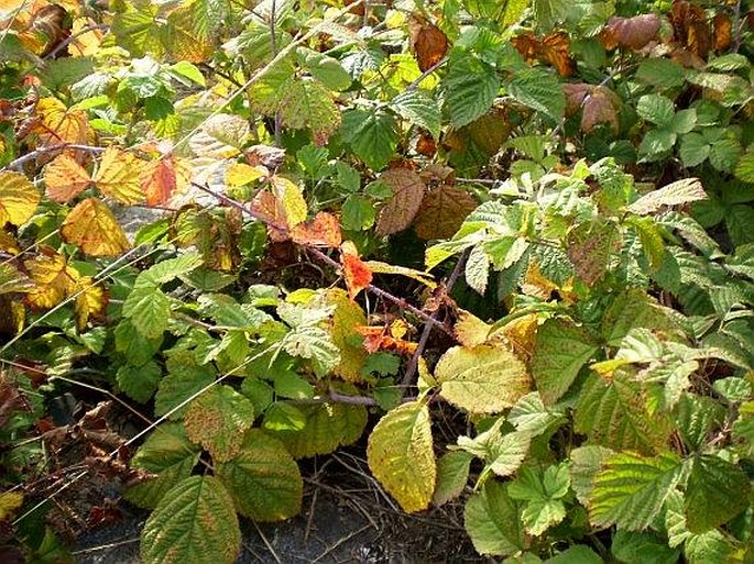 Rubus caesius