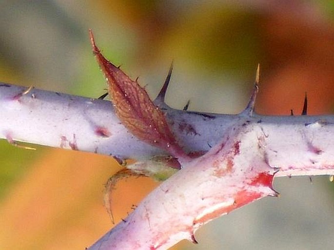 Rubus caesius