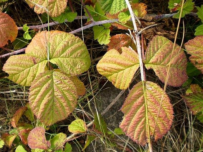 Rubus caesius