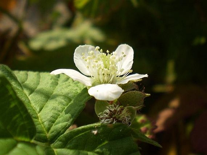 Rubus caesius