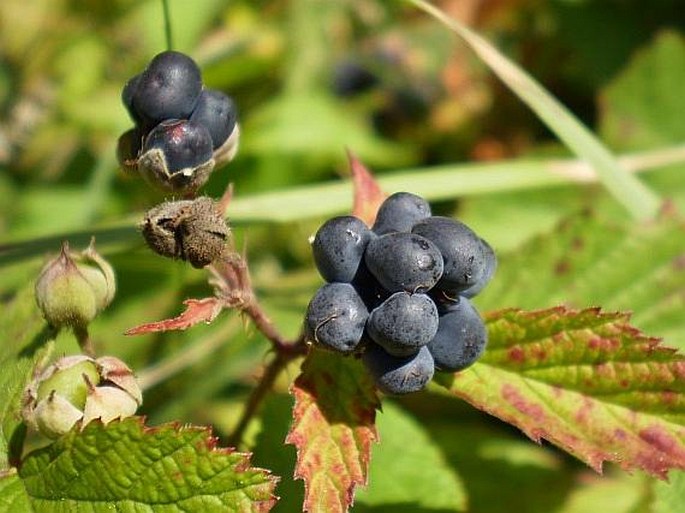 Rubus caesius