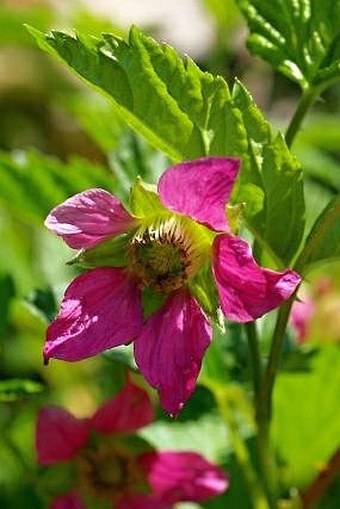 Rubus spectabilis