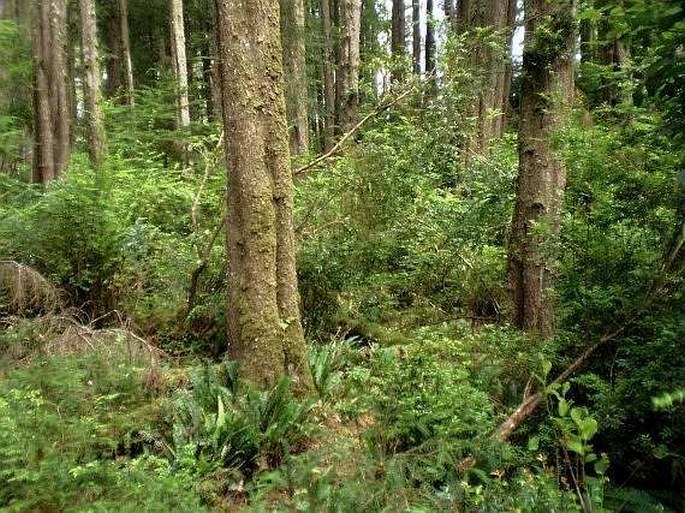 Rubus spectabilis