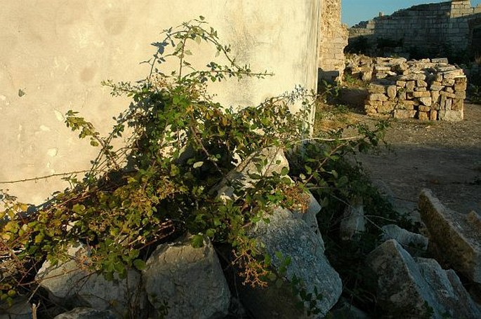 Rubus ulmifolius