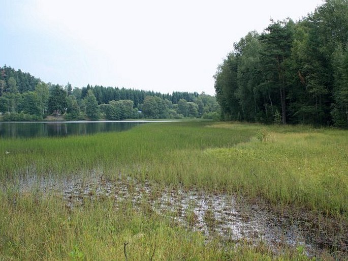 Nový rybník u Studánky