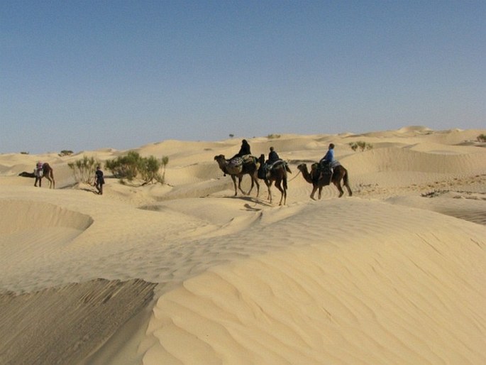 Holarctis – Saharsko-arabská oblast – Saharská provincie
