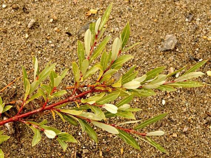 Salix daphnoides