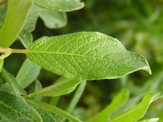 Salix lapponum