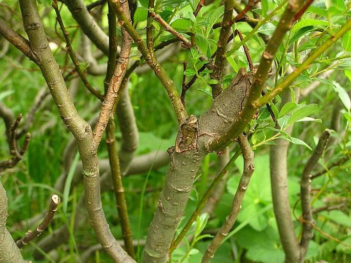 Salix lapponum