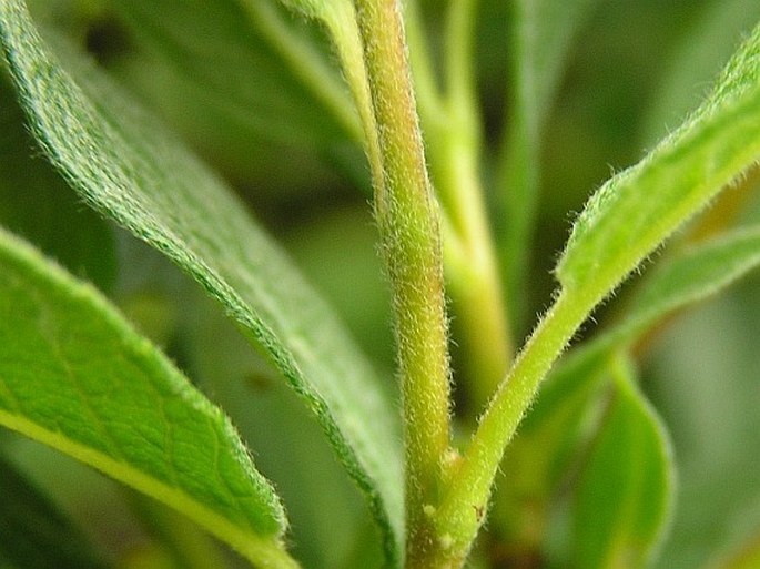 Salix lapponum