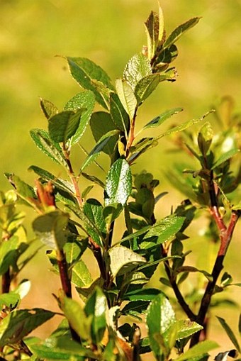 Salix myrsinifolia