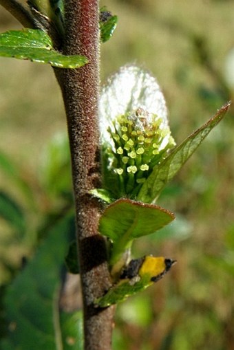 Salix myrsinifolia