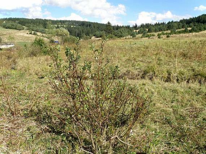 Salix myrsinifolia