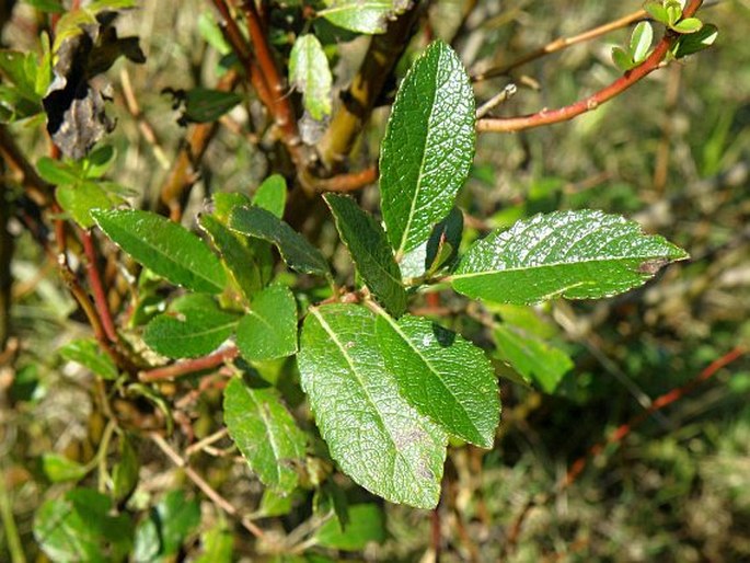 Salix myrsinifolia