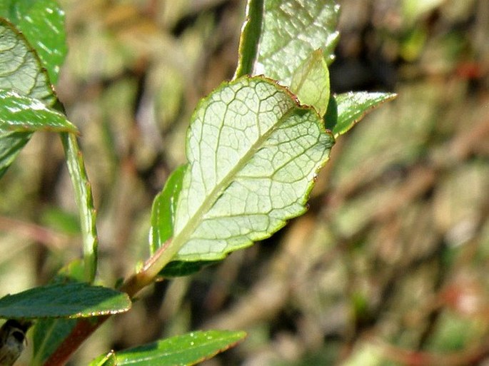 Salix myrsinifolia